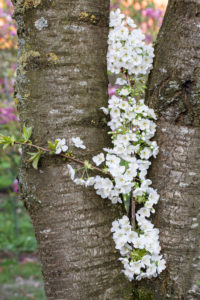 Cherry blossom, branch between two tree trunks Cherry blossom, branch between two tree trunks